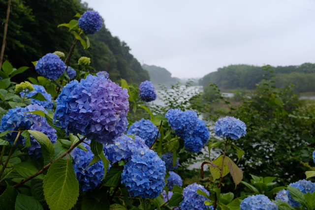 梅雨時の紫陽花