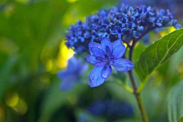 一本の紫陽花