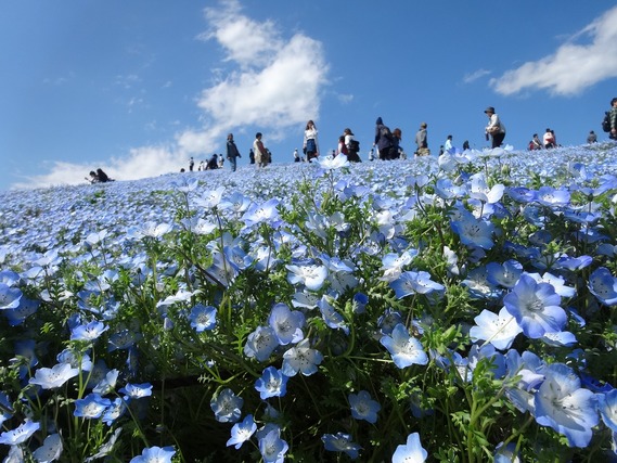 ネモフィラの花畑