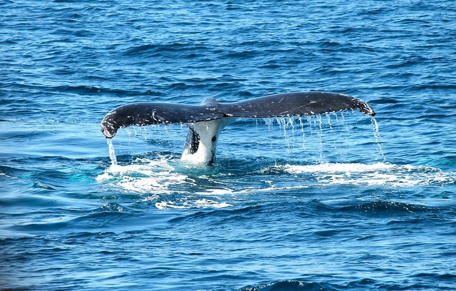 尻尾を出すクジラ