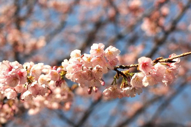 きれいな桜