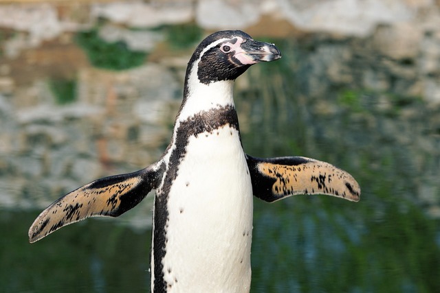 可愛いペンギン