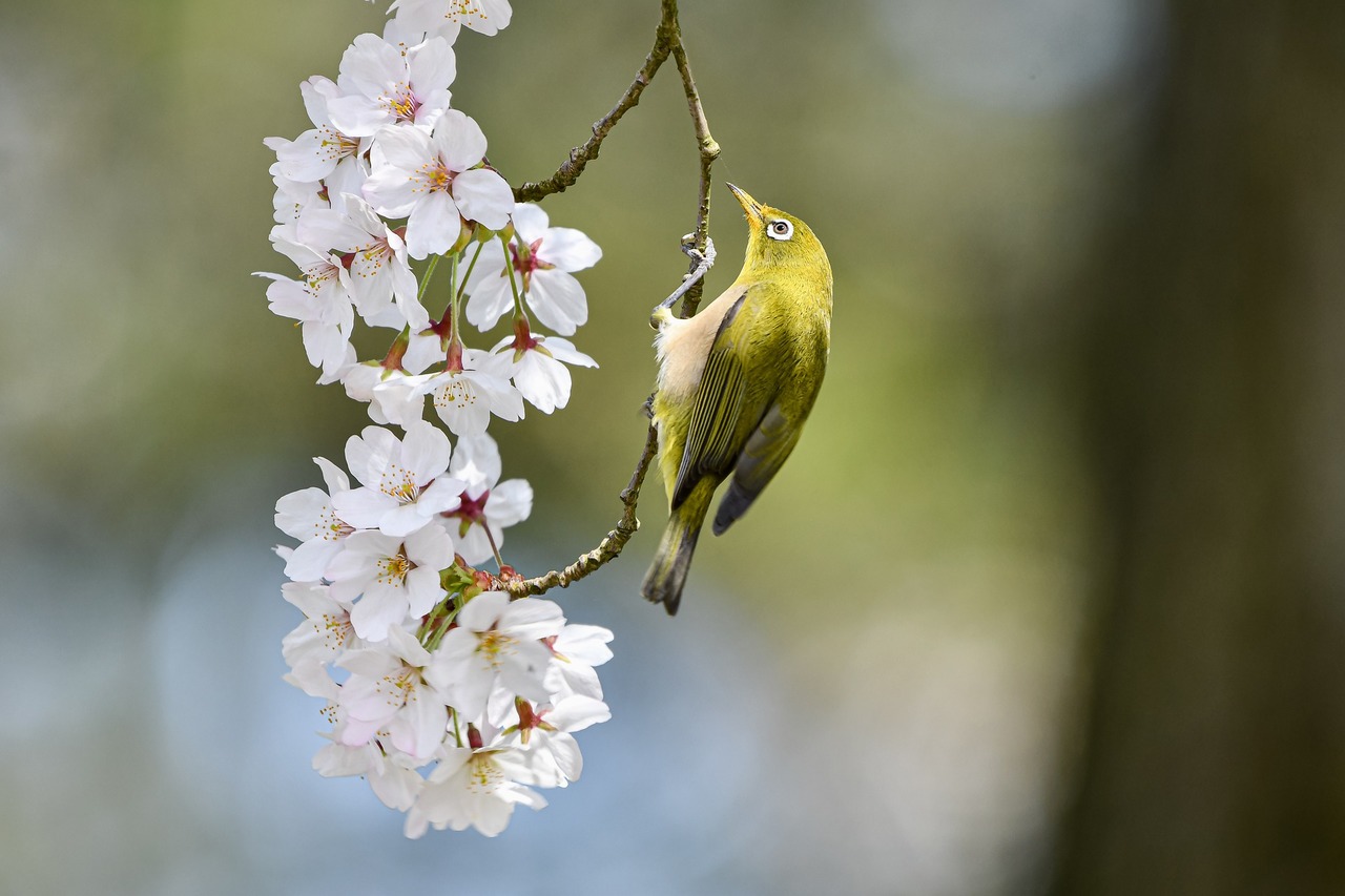 咲いている桜と小鳥