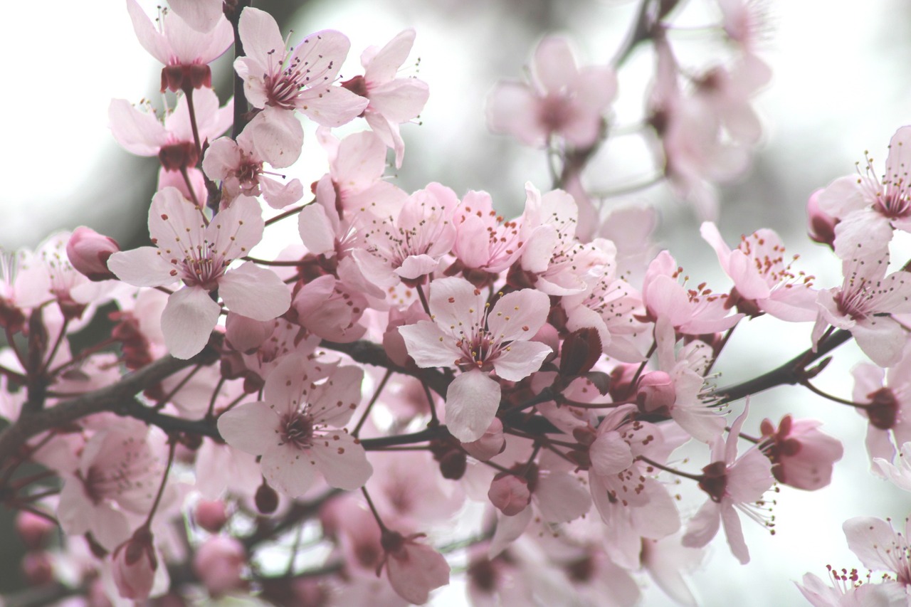 桜の花