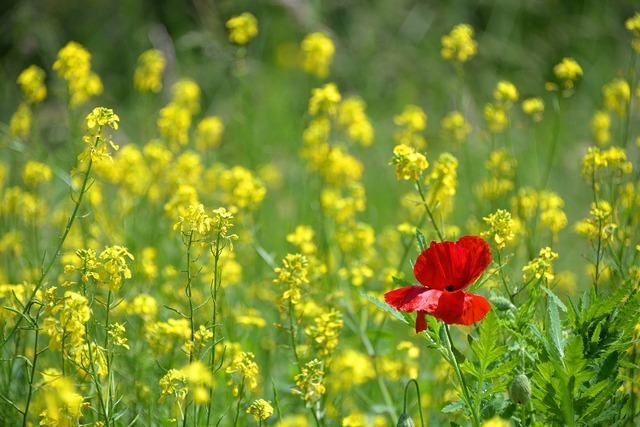 菜の花