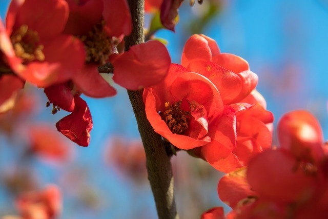 カリンの花