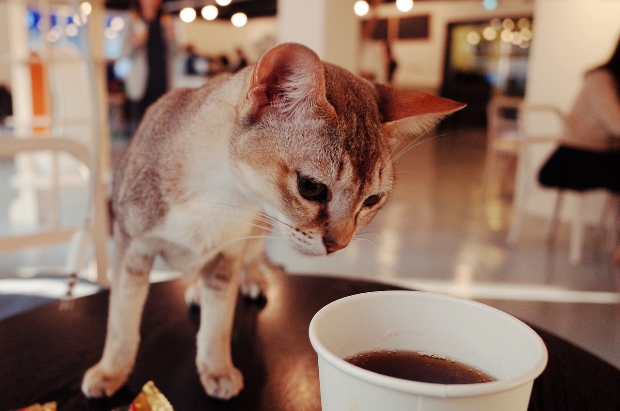 動物カフェの店内