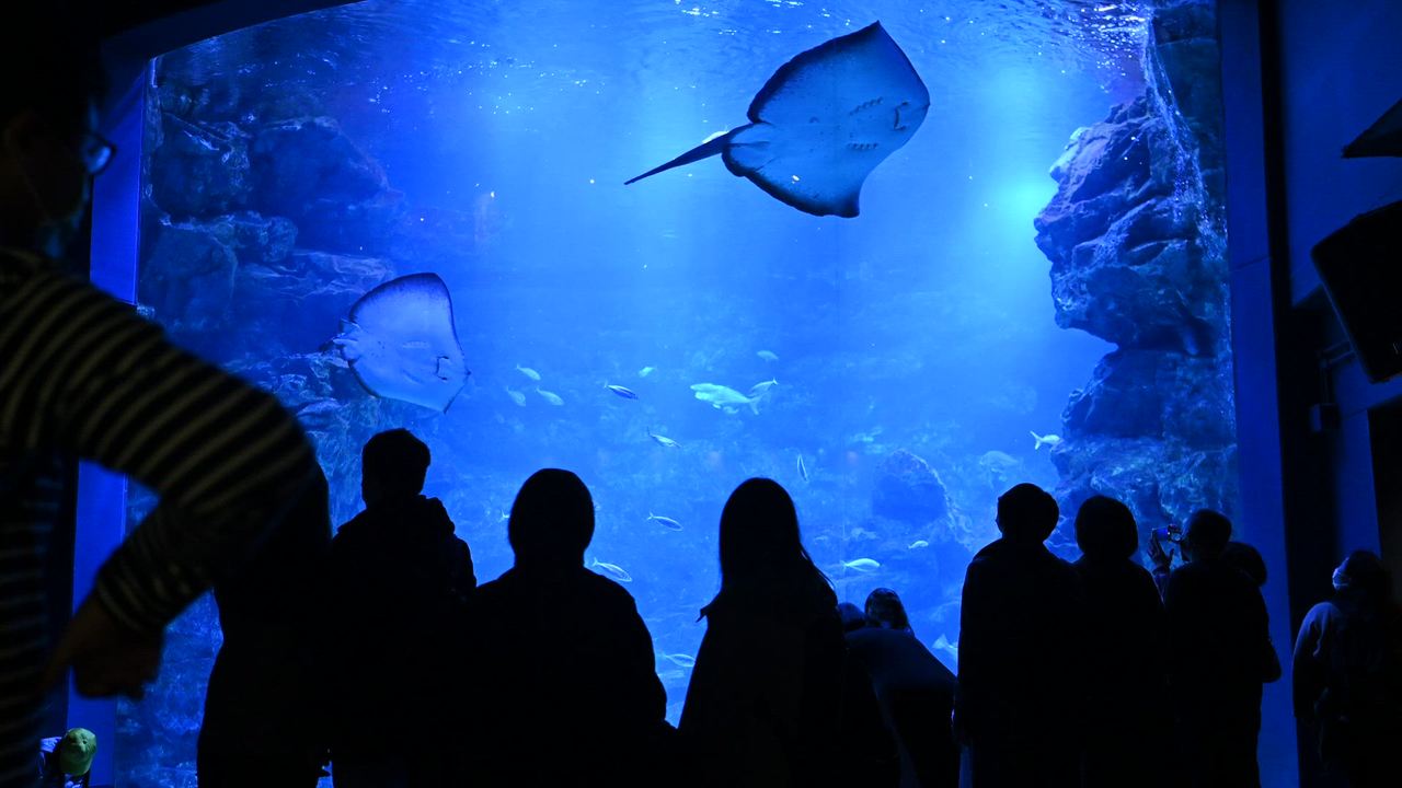 京都水族館