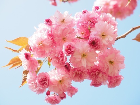 桜