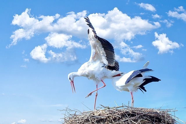 ２羽のコウノトリ