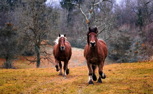 2頭の馬