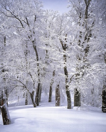 雪景色