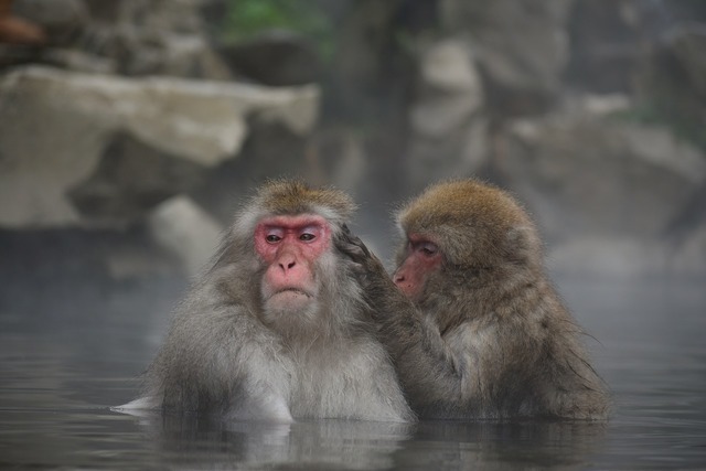 お風呂に入るサル