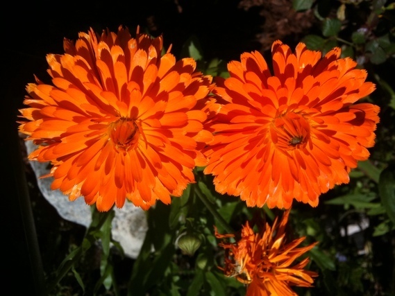 Calendulaの花