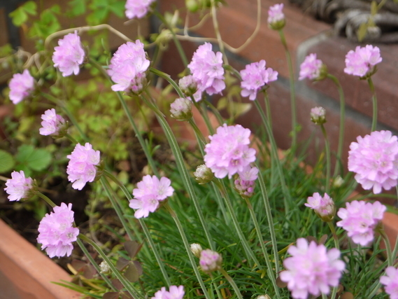 小さな花
