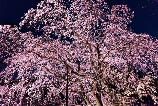 夜桜