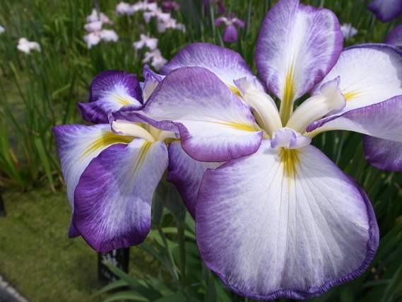 咲き誇る菖蒲の花