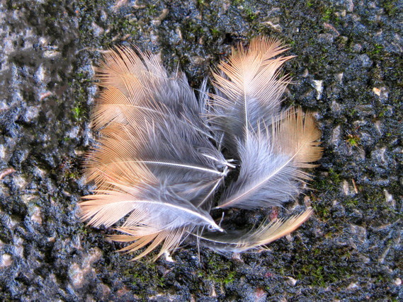 茶色い羽が落ち葉と苔の生えた地面に数枚落ちている画像