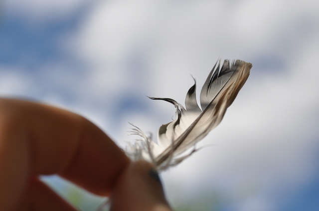 鳥の羽を手で摘まみ空にかざす画像