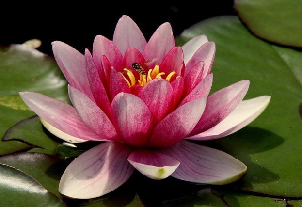 蓮の花
