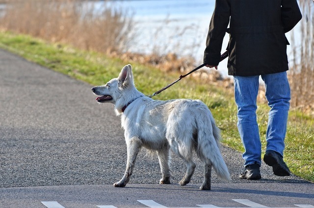 犬の散歩