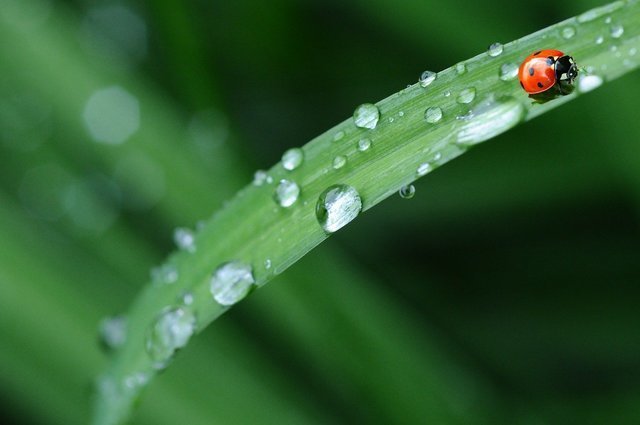 テントウムシと雨