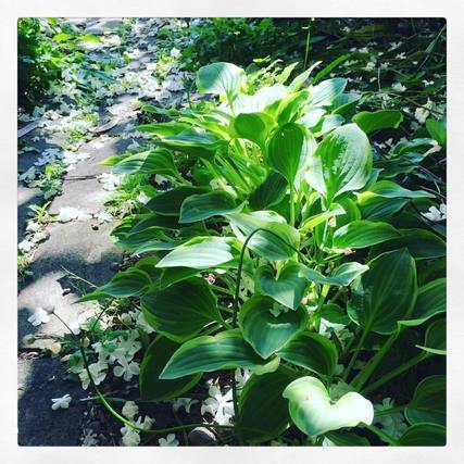 たくさんの植物