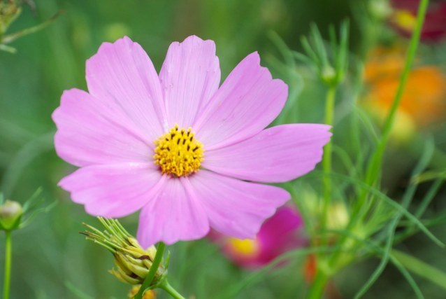 コスモスの花