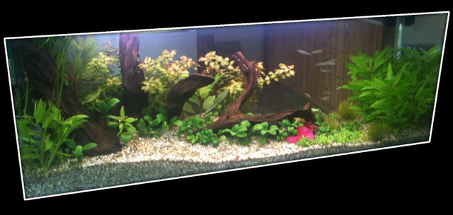 aquarium