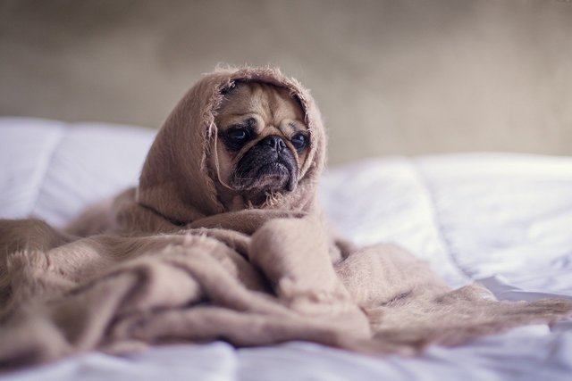 犬とブランケット