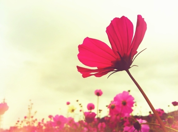 ピンクの花