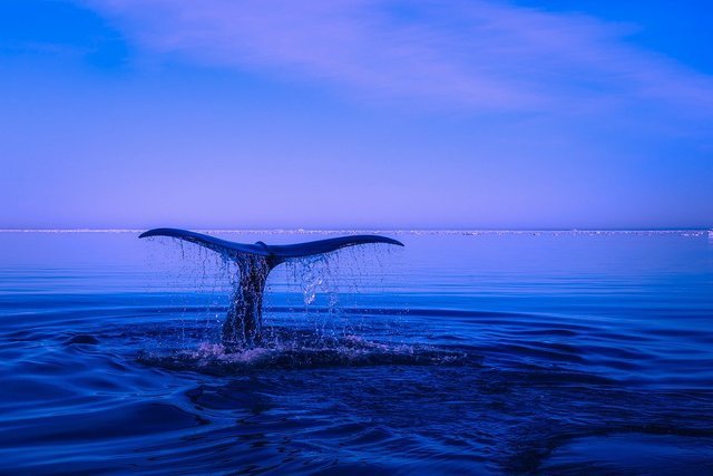 海に潜るクジラ