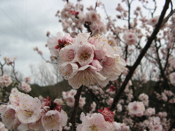 こぼれるように咲く梅の花