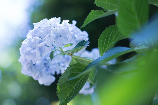 水色の紫陽花