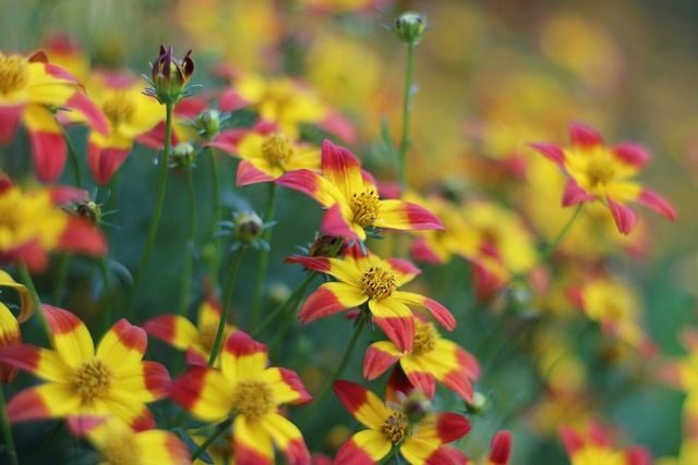 赤と黄の小さな草花