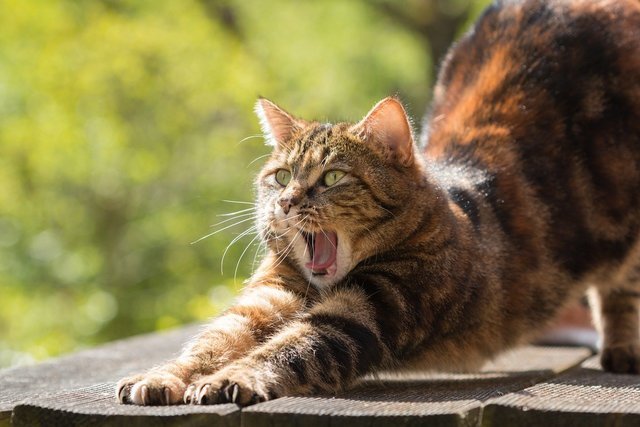 口を開ける猫