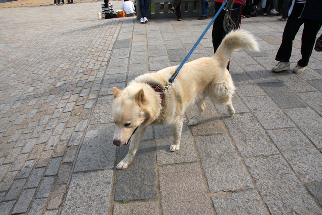 散歩中の犬