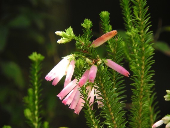 エリカの花