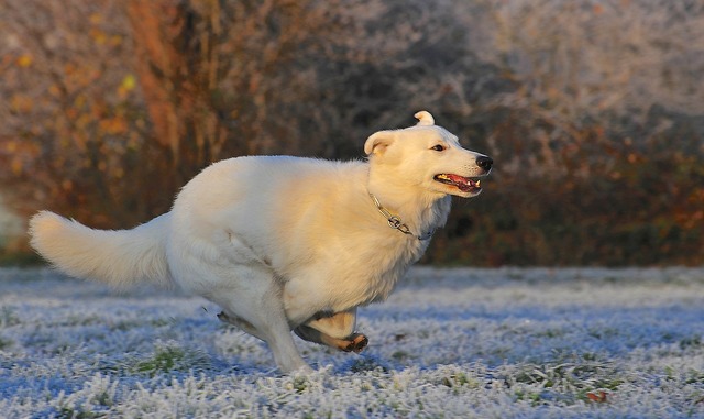 走る犬