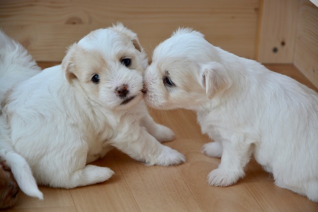 2匹の子犬