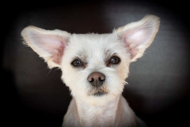 犬の顔