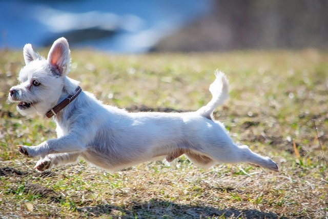 外を走る犬