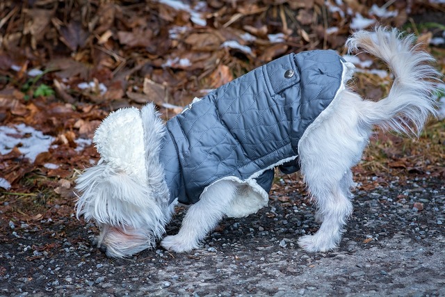 洋服を着た犬