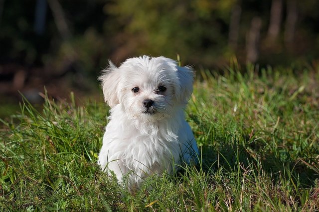 草むらの中に犬