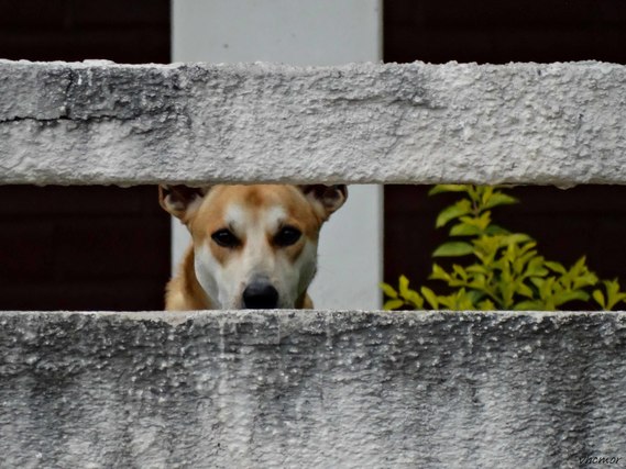 塀越しの犬