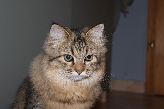 Norwegian Forest Cat