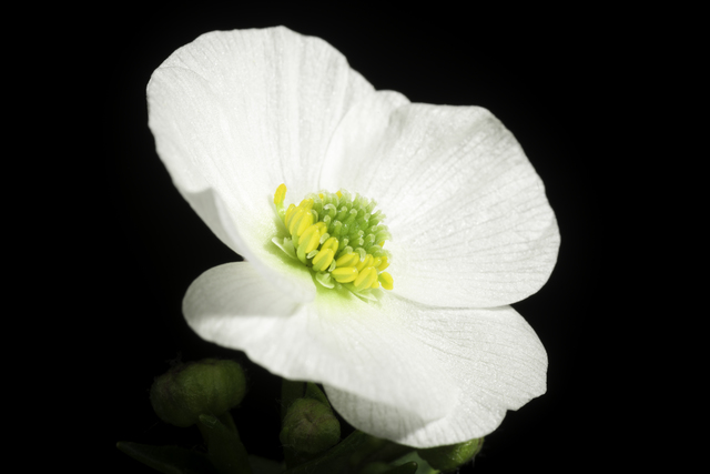 ラナンキュラスの花