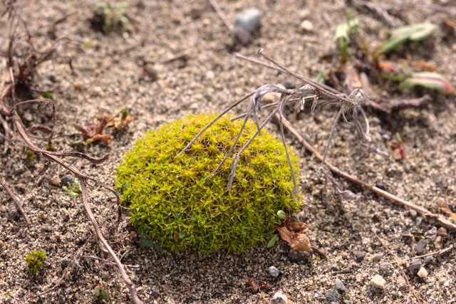 水やりするための苔玉