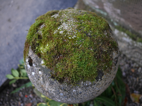 苔をつけた玉