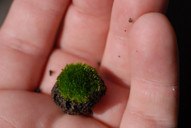 小さな苔玉